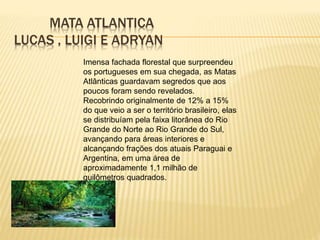 MATA ATLANTICA 
LUCAS , LUIGI E ADRYAN 
Imensa fachada florestal que surpreendeu 
os portugueses em sua chegada, as Matas 
Atlânticas guardavam segredos que aos 
poucos foram sendo revelados. 
Recobrindo originalmente de 12% a 15% 
do que veio a ser o território brasileiro, elas 
se distribuíam pela faixa litorânea do Rio 
Grande do Norte ao Rio Grande do Sul, 
avançando para áreas interiores e 
alcançando frações dos atuais Paraguai e 
Argentina, em uma área de 
aproximadamente 1,1 milhão de 
quilômetros quadrados. 
 