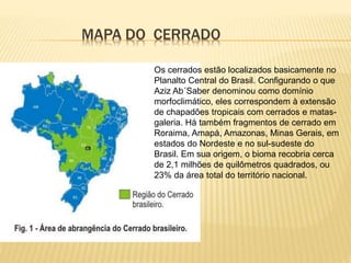 MAPA DO CERRADO 
Os cerrados estão localizados basicamente no 
Planalto Central do Brasil. Configurando o que 
Aziz Ab´Saber denominou como domínio 
morfoclimático, eles correspondem à extensão 
de chapadões tropicais com cerrados e matas-galeria. 
Há também fragmentos de cerrado em 
Roraima, Amapá, Amazonas, Minas Gerais, em 
estados do Nordeste e no sul-sudeste do 
Brasil. Em sua origem, o bioma recobria cerca 
de 2,1 milhões de quilômetros quadrados, ou 
23% da área total do território nacional. 
 