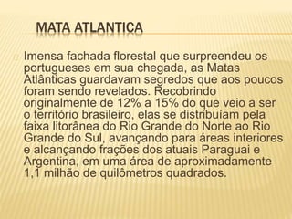 MATA ATLANTICA 
Imensa fachada florestal que surpreendeu os 
portugueses em sua chegada, as Matas 
Atlânticas guardavam segredos que aos poucos 
foram sendo revelados. Recobrindo 
originalmente de 12% a 15% do que veio a ser 
o território brasileiro, elas se distribuíam pela 
faixa litorânea do Rio Grande do Norte ao Rio 
Grande do Sul, avançando para áreas interiores 
e alcançando frações dos atuais Paraguai e 
Argentina, em uma área de aproximadamente 
1,1 milhão de quilômetros quadrados. 
 