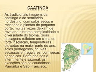 CAATINGA 
As tradicionais imagens da 
caatinga e do semiárido 
nordestino, com solos secos e 
rachados e plantas de pequeno 
porte, muitas vezes deixam de 
revelar a extrema complexidade e 
diversidade do bioma. Suas 
paisagens refletem um clima de 
forte insolação, temperaturas 
elevadas na maior parte do ano, 
solos pedregosos, chuvas 
escassas e irregulares, com secas 
periódicas. Parte dos rios é 
intermitente e sazonal; as 
exceções são os caudalosos 
Parnaíba e São Francisco. 
 