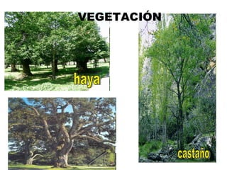 VEGETACIÓN  roble castaño haya 