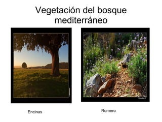 Vegetación del bosque mediterráneo Encinas Romero 