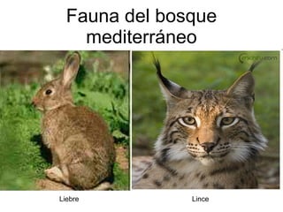 Fauna del bosque mediterráneo Liebre Lince 