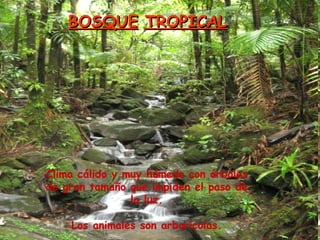 BOSQUE   TROPICAL Clima cálido y muy húmedo con árboles de gran tamaño que impiden el paso de la luz. Los animales son arborícolas. 