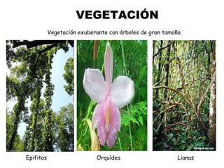 VEGETACIÓN Vegetación exuberante con árboles de gran tamaño. Epifitos Lianas Orquídea 