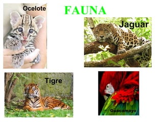 FAUNA Tigre Jaguar Ocelote Guacamayo 