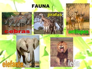 FAUNA cebras jirafas antilopes león elefante 