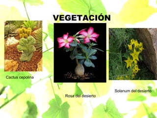 VEGETACIÓN Cactus cepolina Rosa del desierto Solanum del desierto 