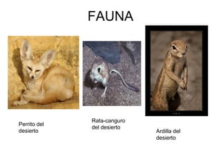 FAUNA Perrito del  desierto Rata-canguro del desierto Ardilla del desierto 