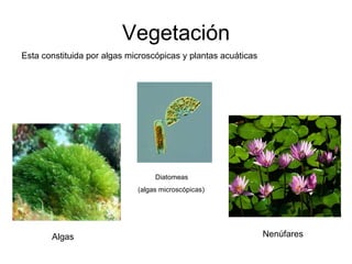 Vegetación Esta constituida por algas microscópicas y plantas acuáticas Nenúfares Algas Diatomeas (algas microscópicas) 