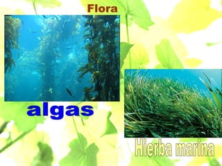 Flora algas  Hierba marina 