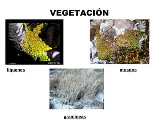 VEGETACIÓN líquenes musgos gramíneas 