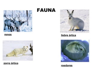 FAUNA renos liebre ártica zorro ártico roedores 
