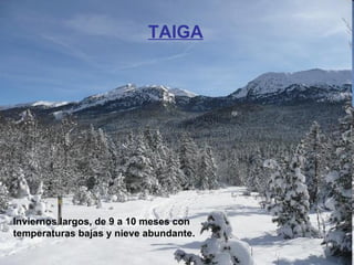 TAIGA Inviernos largos, de 9 a 10 meses con temperaturas bajas y nieve abundante. 