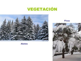 VEGETACIÓN Abetos Pinos 
