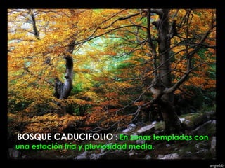BOSQUE CADUCIFOLIO  :   En zonas templadas con una estación fría y pluviosidad media. 