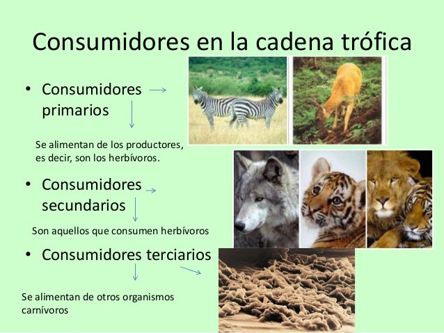 Biomas helio y nahir