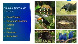 Animais típicos do
Cerrado:
 Onça Pintada
 Tamanduá Bandeira
 Tucano
 Piau
 Queixada
 Arara Azul
 