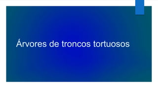 Árvores de troncos tortuosos
 
