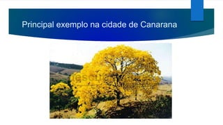 Principal exemplo na cidade de Canarana
 