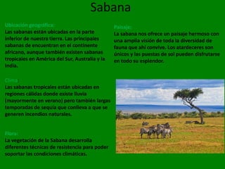 Sabana
Ubicación geográfica:
Las sabanas están ubicadas en la parte
inferior de nuestra tierra. Las principales
sabanas de encuentran en el continente
africano, aunque también existen sabanas
tropicales en América del Sur, Australia y la
India.
Clima:
Las sabanas tropicales están ubicadas en
regiones cálidas donde existe lluvia
(mayormente en verano) pero también largas
temporadas de sequía que conlleva a que se
generen incendios naturales.
Flora:
La vegetación de la Sabana desarrolla
diferentes técnicas de resistencia para poder
soportar las condiciones climáticas.
Paisaje:
La sabana nos ofrece un paisaje hermoso con
una amplia visión de toda la diversidad de
fauna que ahí convive. Los atardeceres son
únicos y las puestas de sol pueden disfrutarse
en todo su esplendor.
 