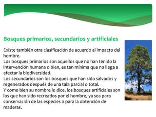 Bosques primarios, secundarios y artificiales
Existe también otra clasificación de acuerdo al impacto del
hombre.
Los bosques primarios son aquellos que no han tenido la
intervención humana o bien, es tan mínima que no llega a
afectar la biodiversidad.
Los secundarios son los bosques que han sido salvados y
regenerados después de una tala parcial o total.
Y como bien su nombre lo dice, los bosques artificiales son
los que han sido recreados por el hombre, ya sea para
conservación de las especies o para la obtención de
maderas.
 