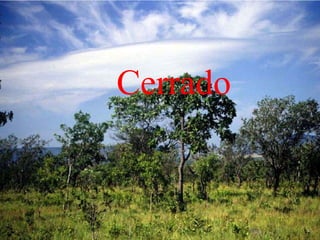 Cerrado
 