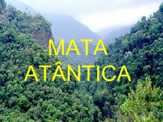 MATA
ATÂNTICA
 