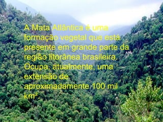 A Mata Atlântica é uma
formação vegetal que está
presente em grande parte da
região litorânea brasileira.
Ocupa, atualmente, uma
extensão de
aproximadamente 100 mil
km².
 