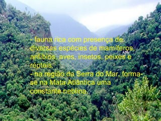 - fauna rica com presença de
diversas espécies de mamíferos,
anfíbios, aves, insetos, peixes e
répteis.
- na região da Serra do Mar, forma-
se na Mata Atlântica uma
constante neblina.
 