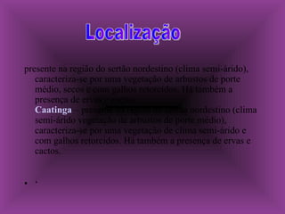 presente na região do sertão nordestino (clima semi-árido), caracteriza-se por uma vegetação de arbustos de porte médio, secos e com galhos retorcidos. Há também a presença de ervas e cactos. Caatinga  – presente na região do sertão nordestino (clima semi-árido vegetação de arbustos de porte médio), caracteriza-se por uma vegetação de clima semi-árido e com galhos retorcidos. Há também a presença de ervas e cactos. ‘ Localização 
