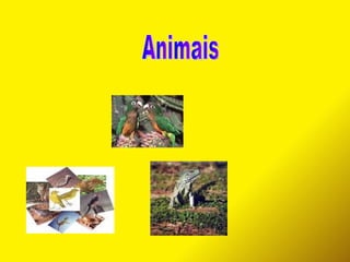 Animais 