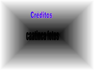 Créditos caatinca fotos 