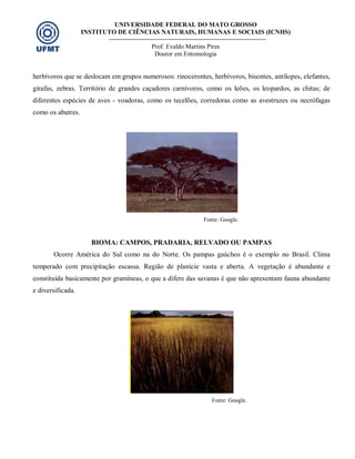 UNIVERSIDADE FEDERAL DO MATO GROSSO
INSTITUTO DE CIÊNCIAS NATURAIS, HUMANAS E SOCIAIS (ICNHS)
Prof. Evaldo Martins Pires
Doutor em Entomologia
herbívoros que se deslocam em grupos numerosos: rinocerontes, herbívoros, bisontes, antílopes, elefantes,
girafas, zebras. Território de grandes caçadores carnívoros, como os leões, os leopardos, as chitas; de
diferentes espécies de aves - voadoras, como os tecelões, corredoras como as avestruzes ou necrófagas
como os abutres.
Fonte: Google.
BIOMA: CAMPOS, PRADARIA, RELVADO OU PAMPAS
Ocorre América do Sul como na do Norte. Os pampas gaúchos é o exemplo no Brasil. Clima
temperado com precipitação escassa. Região de planície vasta e aberta. A vegetação é abundante e
constituída basicamente por gramíneas, o que a difere das savanas é que não apresentam fauna abundante
e diversificada.
Fonte: Google.
 