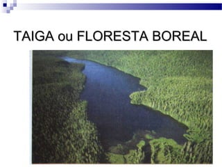 TAIGA ou FLORESTA BOREALTAIGA ou FLORESTA BOREAL
 