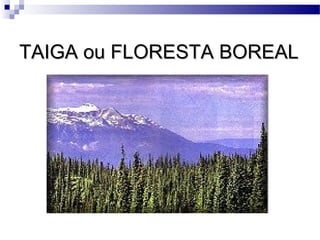TAIGA ou FLORESTA BOREALTAIGA ou FLORESTA BOREAL
 