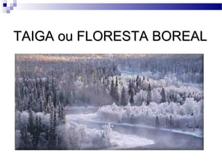 TAIGA ou FLORESTA BOREALTAIGA ou FLORESTA BOREAL
 