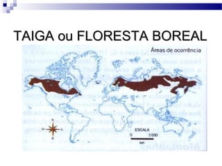 TAIGA ou FLORESTA BOREALTAIGA ou FLORESTA BOREAL
 