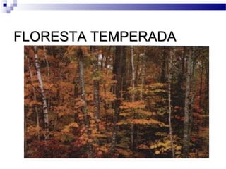 FLORESTA TEMPERADAFLORESTA TEMPERADA
 
