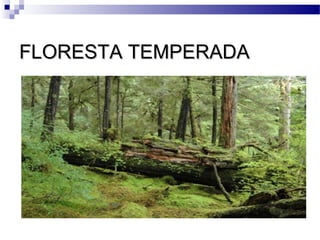 FLORESTA TEMPERADAFLORESTA TEMPERADA
 