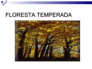 FLORESTA TEMPERADAFLORESTA TEMPERADA
 