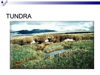 TUNDRATUNDRA
 