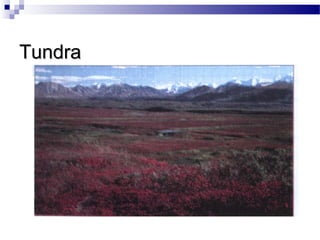 TundraTundra
 
