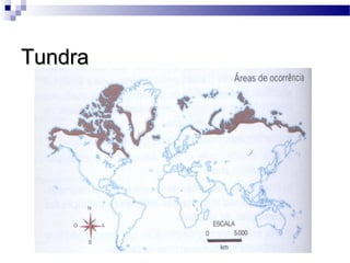TundraTundra
 