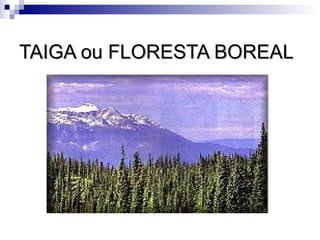 TAIGA ou FLORESTA BOREAL
 