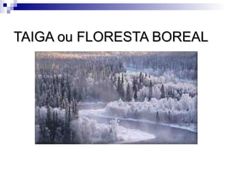 TAIGA ou FLORESTA BOREAL
 