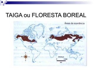 TAIGA ou FLORESTA BOREAL
 