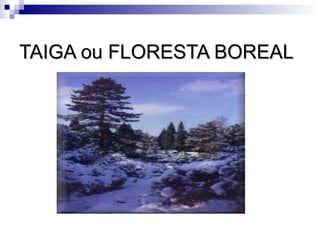 TAIGA ou FLORESTA BOREAL
 