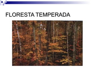 FLORESTA TEMPERADA
 