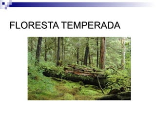 FLORESTA TEMPERADA
 